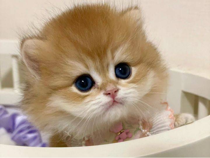 猫粮排行榜人气第一名是哪款？猫粮配方排行榜前十名测评前三