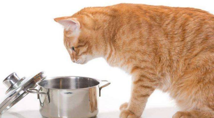猫粮排行榜人气第一名是哪款？猫粮配方排行榜前十名测评前三